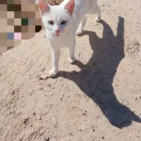 گربه حمایتی رایگان