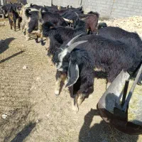 56 کهره بز میش بره|حیوانات مزرعه|شیراز, احمدآباد|دیوار