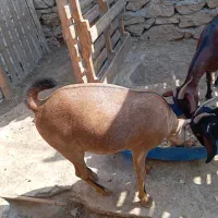 بره نر و ماده|حیوانات مزرعه|قشم, |دیوار