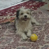 سگ تریرشیتزو gomshode