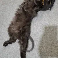 گربه پرشین مشکی نر