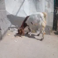 گیسه