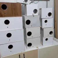 لانه وپوشال.لونه عروس هلندی،طوطی برزیلی،گرینچیک