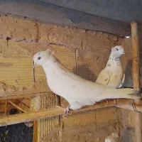 کبوتر پرشی به ضمانت|پرنده|قم, شهرک توانیر|دیوار