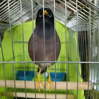 مرغ مینا سخنگو