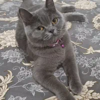 گربه ماده نژاد بریتیش