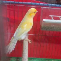 قناری ماده آماده