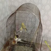 2جفت عروس هلندی|پرنده|کرج, عظیمیه|دیوار