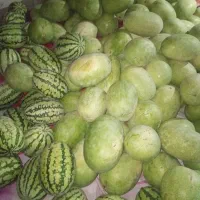 هندوانه گنبد