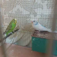 مرغ عشق|پرنده|قزوین, |دیوار