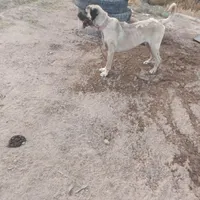 سگ سرابی