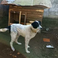 سگ گمشده|حیوانات|آستانه اشرفیه, |دیوار