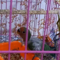 فروش دوعدد جوجه برزیلی تازه دونه خور دستی