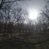 هرس کردن و قطع کردن