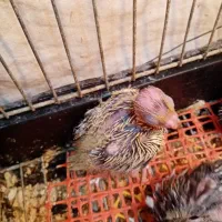 جوجه عروس های سرلاکی ((پرورش خانگی))|پرنده|ساری, |دیوار