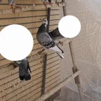 جوجه پلاکی درجه یک|پرنده|لنجان, |دیوار