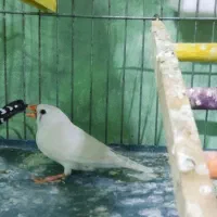 فنچ