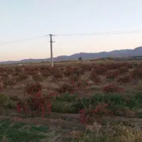 زمین و باغ کشاورزی با ۱۵۰ درخت زرشک ۸ساله
