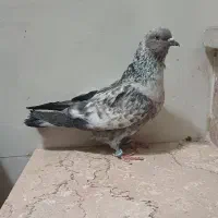 کفتر گرفتنی بلندی  خاص