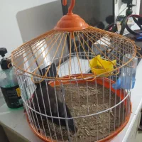 مرغ مینا سخنگو|پرنده|آزادشهر, |دیوار