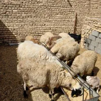 میش بره|حیوانات مزرعه|یزد, |دیوار