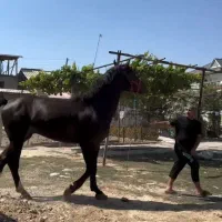 اسب تروبرد
