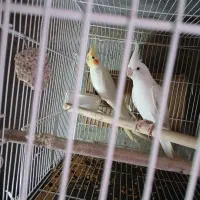 بی جواب|پرنده|آزادشهر, |دیوار