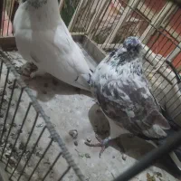 کفتر تهران کبو