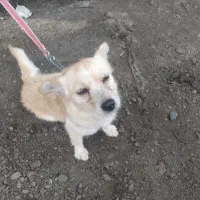 سگ پامرین ماده آماده