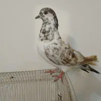 کفتر