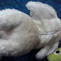 عروسکهاسالم ونوهمشون فقط۵۰هزارتومان|اسباب‌بازی بچه|بندر ماهشهر, |دیوار