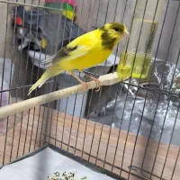 قناریهای رسمی بلند|پرنده|تهران, دهم فروردین|دیوار