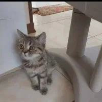 بریتیش ماده ۲ماه و نیمه ۷م..پرشین ۷ ماهه ماده ۴م