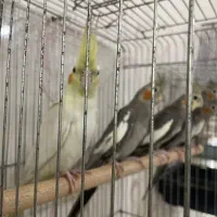 عروس هلندی جوان