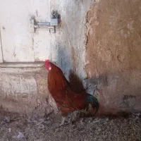 مرغ و خروس