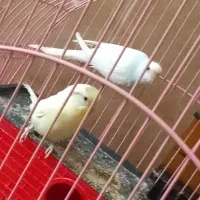 دو عدد مرغ عشق جفت|پرنده|محلات, |دیوار