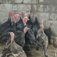 بوقلمون محلی خروس کبابی|حیوانات مزرعه|رضوانشهر, |دیوار