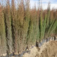 نهال و درختچه های زینتی