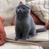 گربه اسکاتیش فولد بلو و بریتیش اصیل تضمینی