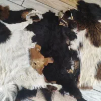 پوست حیوانات