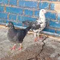 کبوتر