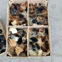 انواع جوجه محلی گوشتی راس آمروک کاکلی