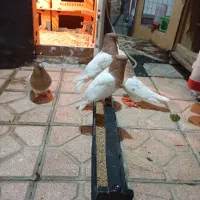 دو جفت باشی ساری نرو ماده|پرنده|اردبیل, |دیوار