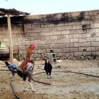 خروس و مرغ لاری اصل