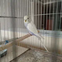 مرغ عشق|پرنده|فرخشهر, |دیوار