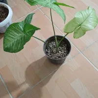 سینگونیوم|گل و گیاه طبیعی|شیروان (خراسان), |دیوار