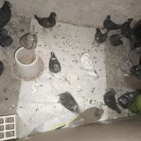 معاوضه با عروس ، هلندی ، طوقی، مرغ عشق ،کبوتر|پرنده|دوگنبدان, |دیوار