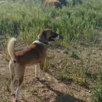 سگ سراب گله ای|سگ|گلپایگان, |دیوار