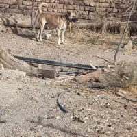 سگ پاکوتاه