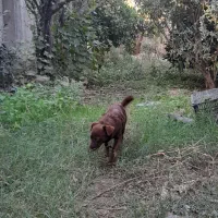 ماده اشپیتز